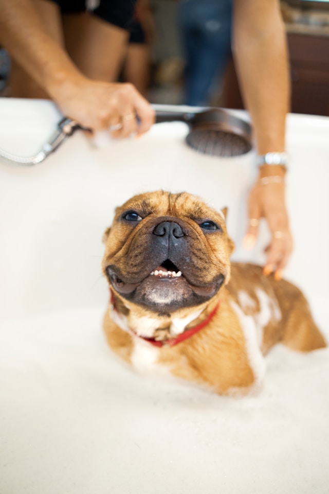 Relaxed bulldog enjoying a bath