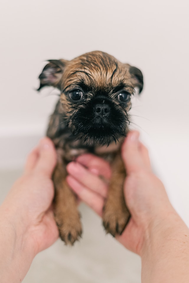 Tiny puppy being held gently in two hands