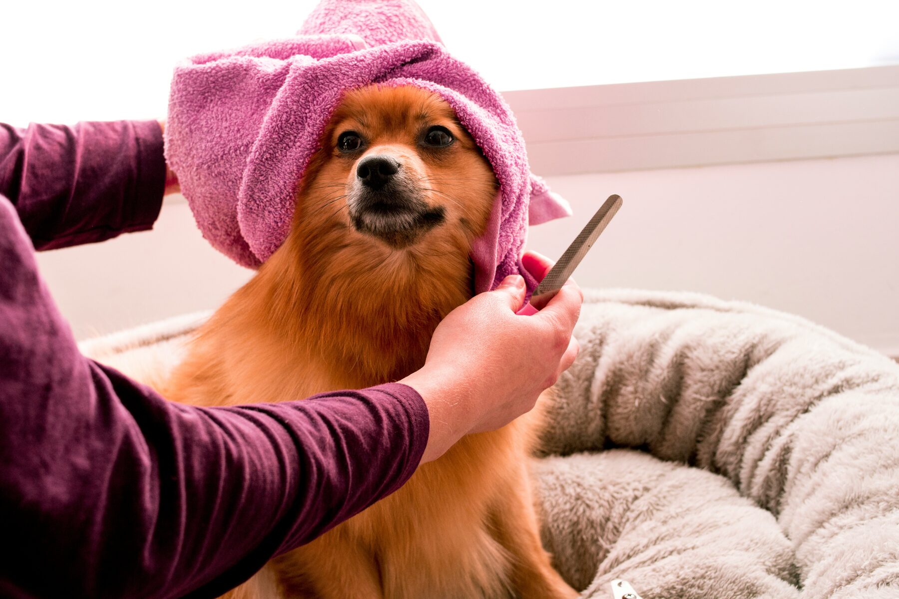 Small dog wrapped in a pink towel during grooming