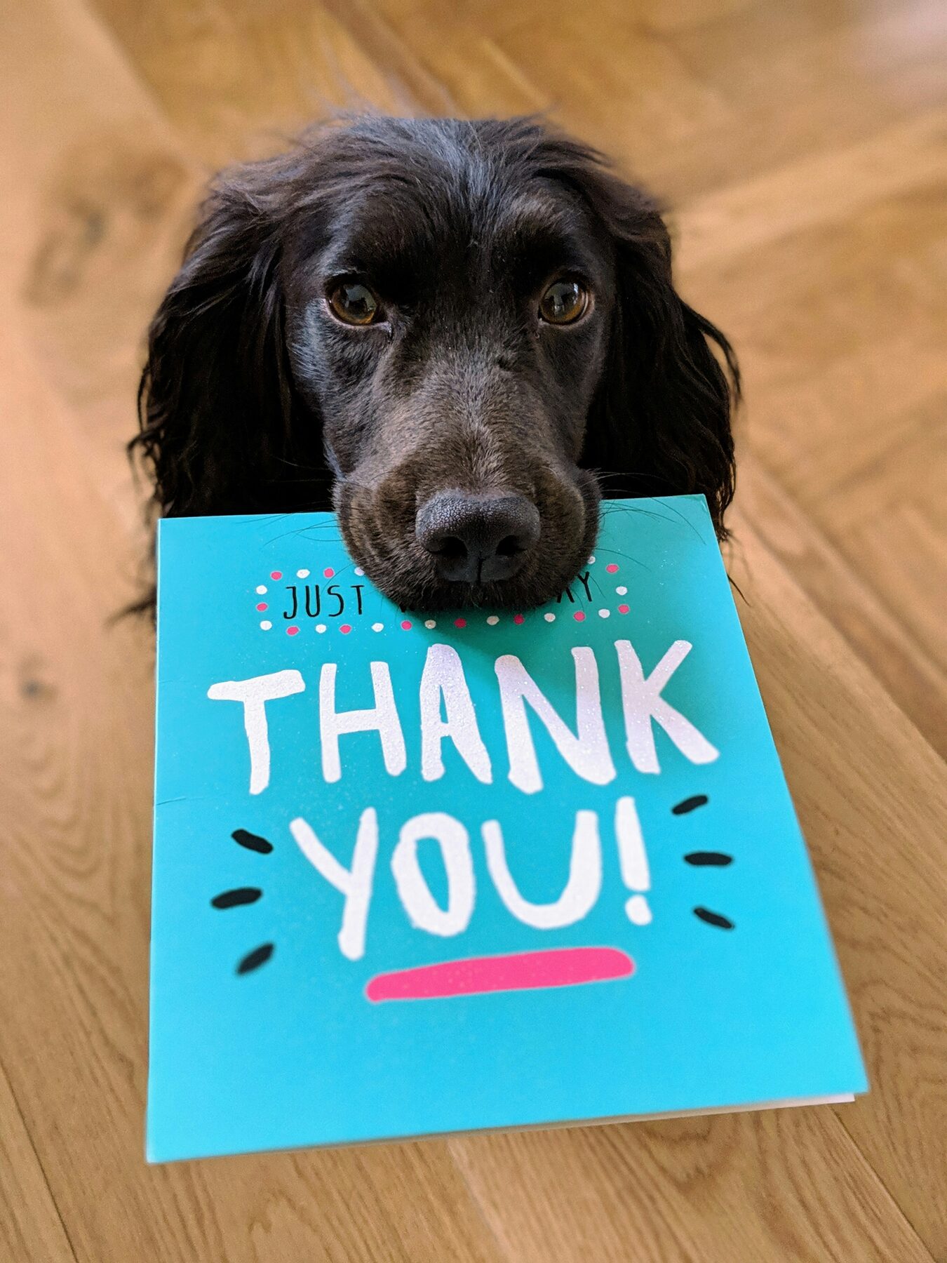 Black dog holding a colorful thank-you card