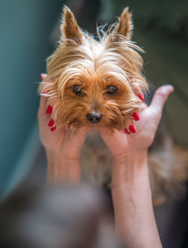 Small terrier being held carefully