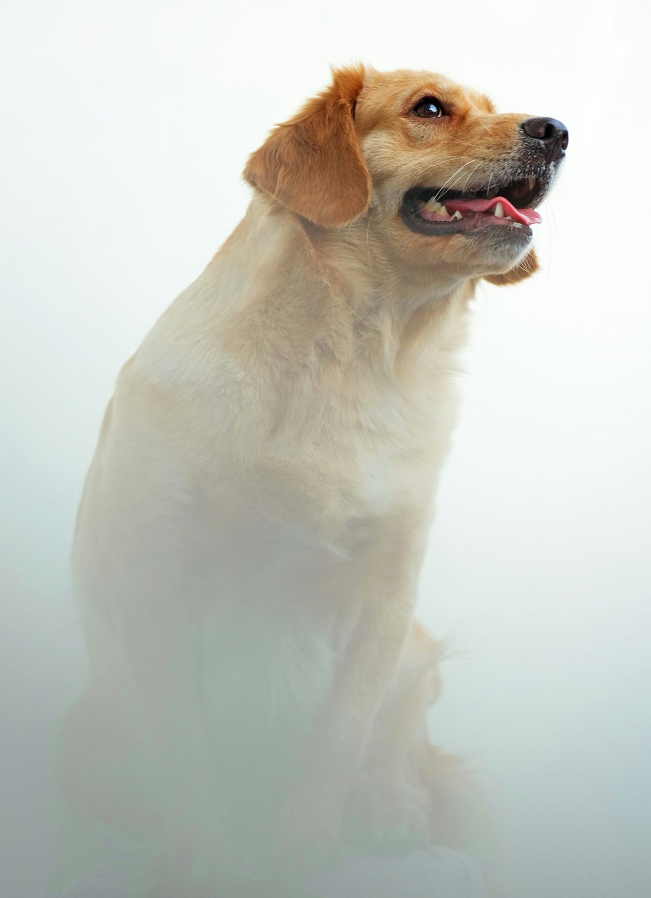 Small light-colored dog in soft sunlight