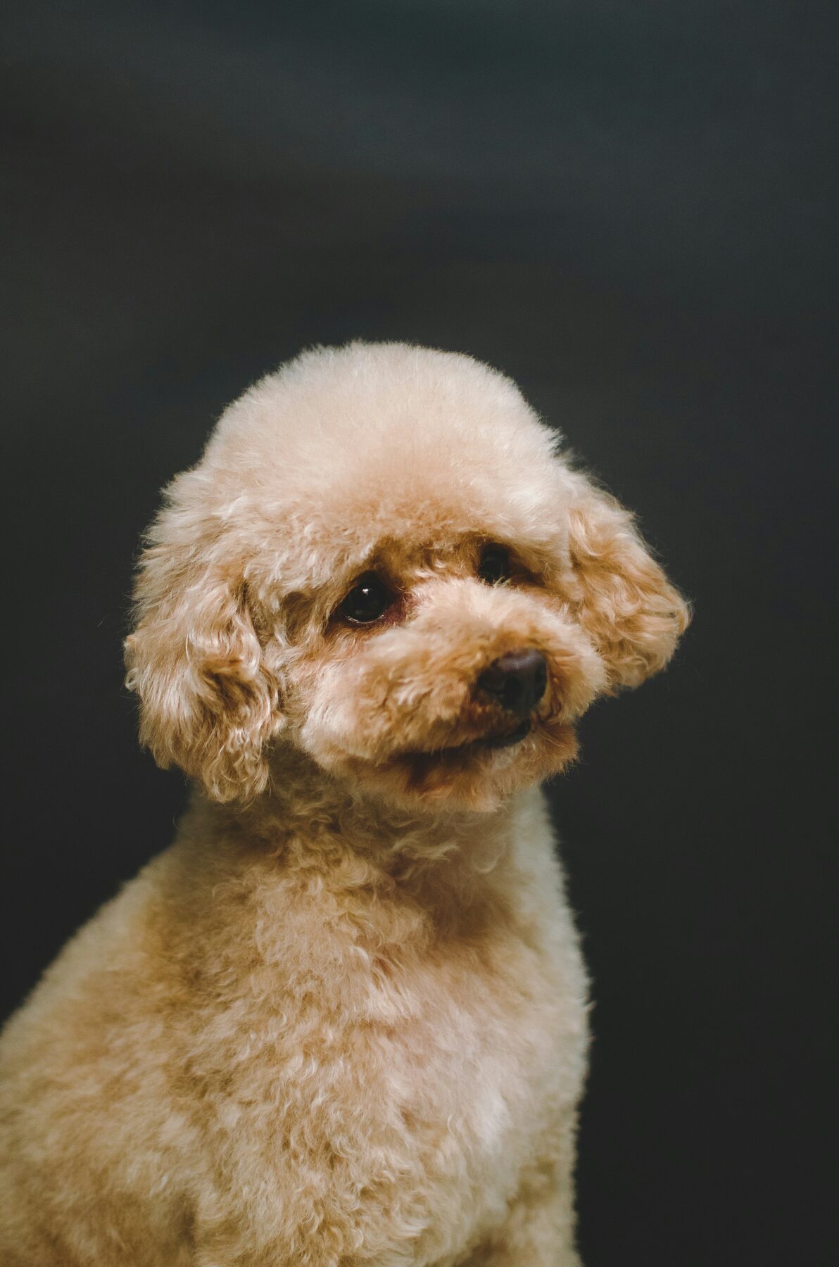 Fluffy cream-colored dog against a dark background
